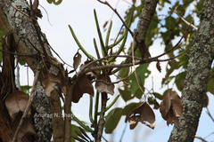 Luisia zeylanica